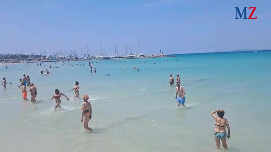 Teufelsrochen strandet an der Playa de Palma -  Meeresschützer holen ihn aus dem Wasser