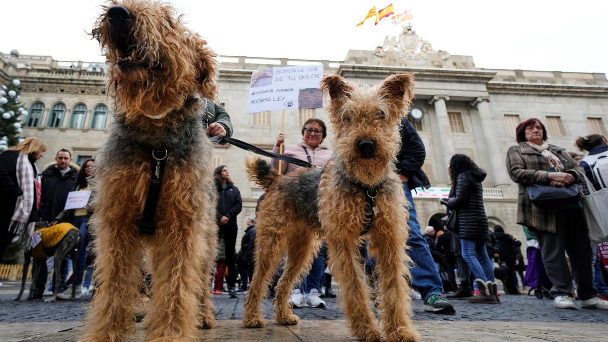 Concentraciones de protesta organizadas por el Partido Animalista PACMA