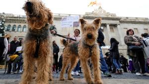 Concentraciones de protesta organizadas por el Partido Animalista PACMA