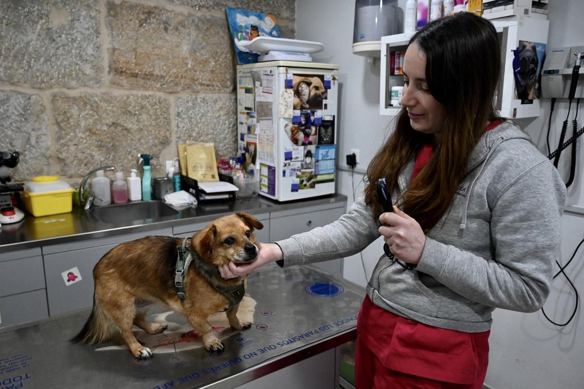 La esterilización deja de ser una solución de urgencia para convertirse en una decisión meditada.