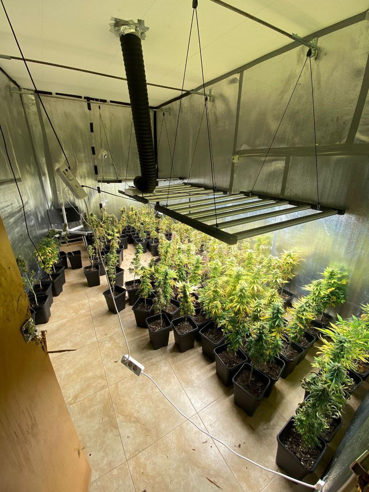 La plantació de marihuana destapada en un pis a Berga