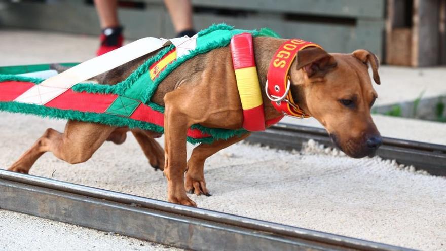 'Barresito' es un american pitbull terrier con una fuerza tal que deja a todos boquiabiertos en las prestigiosas competiciones en las que participa.