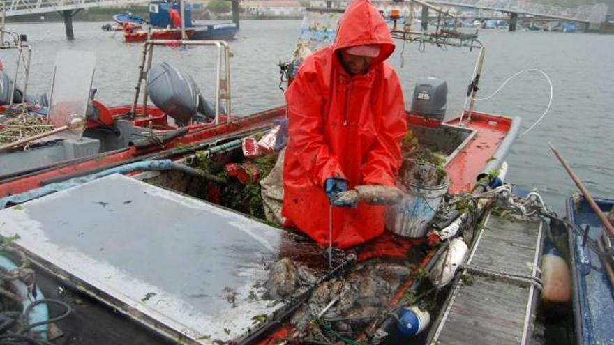 Mar decreta la veda del choco en la ría  de Vigo hasta el próximo 21 de octubre