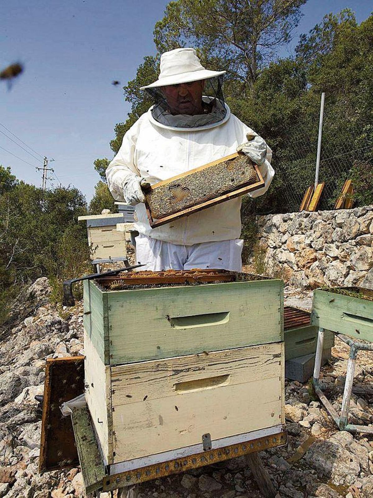 El apicultor ‘Pep Frit’, revisando sus colmenas de abejas en Sant Antoni.