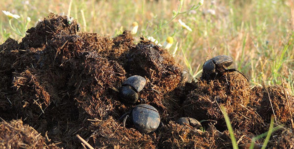 Imagen del escarabajo pelotero, clave del objeto de la investigación.