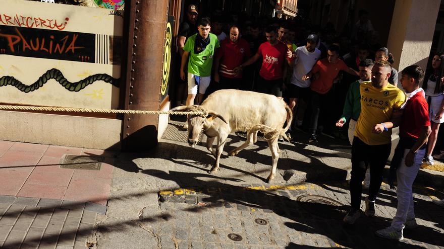 ANPBA &quot;exige&quot; a la Junta que investigue la presencia de menores en el Torito del Alba de Benavente
