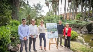 Albatera impulsa su producto estrella con el Corte de la Breva 2026 y sus Jornadas Gastronómicas
