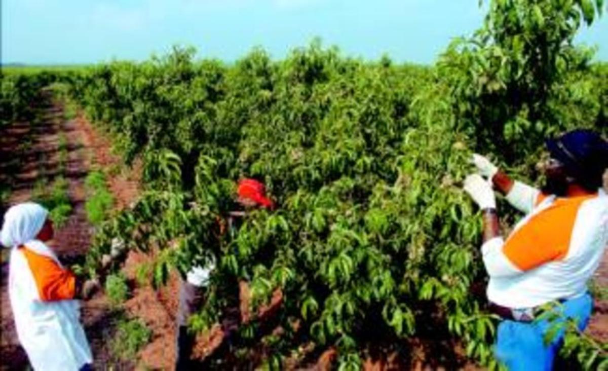 Temporers extracomunitaris treballen a les plantacions de préssecs a Lleida. Temporers extracomunitaris treballen a les plantacions de préssecs a Lleida.
