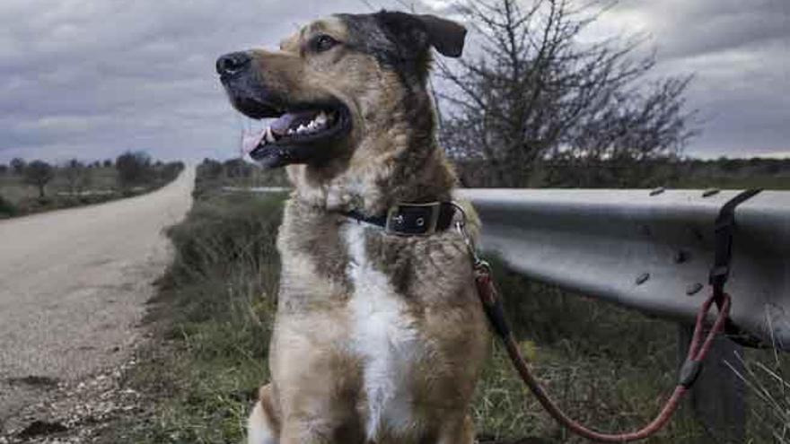 Un perro abandonado en una autopista.