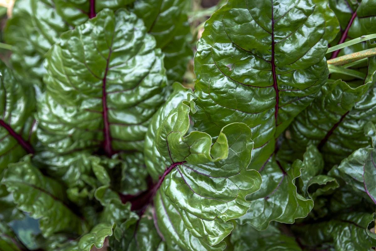 PALMA, ENTREVISTA A JULIO QUE HA CREADO EL HUERTO MAS CREATIVO DE ASIMA.