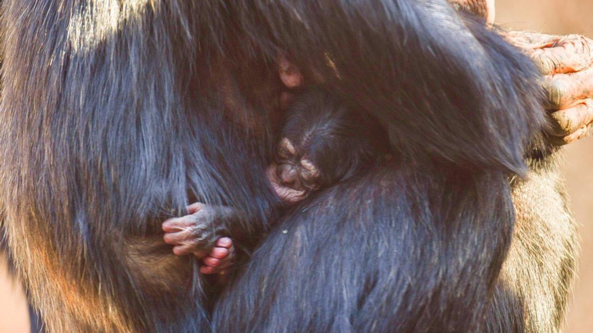 La cría de chimpancé con su madre en Loro Parque, en Tenerife.