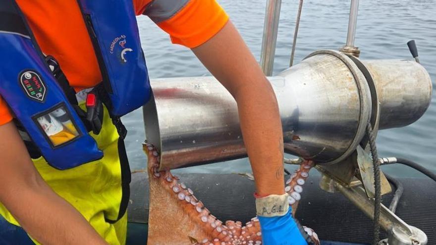 Los piratas mantienen miles de nasas y redes caladas ilegalmente en las rías gallegas