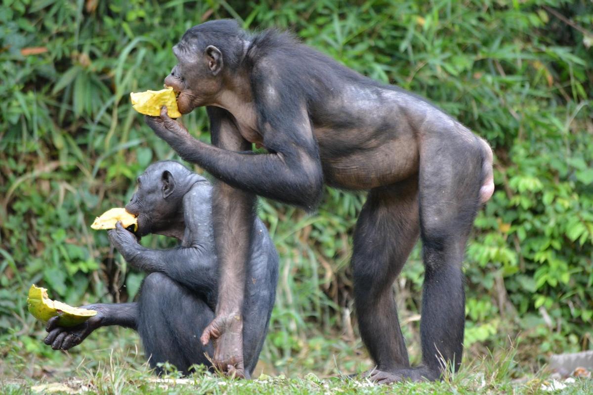 Dos ejemplares de bonobo