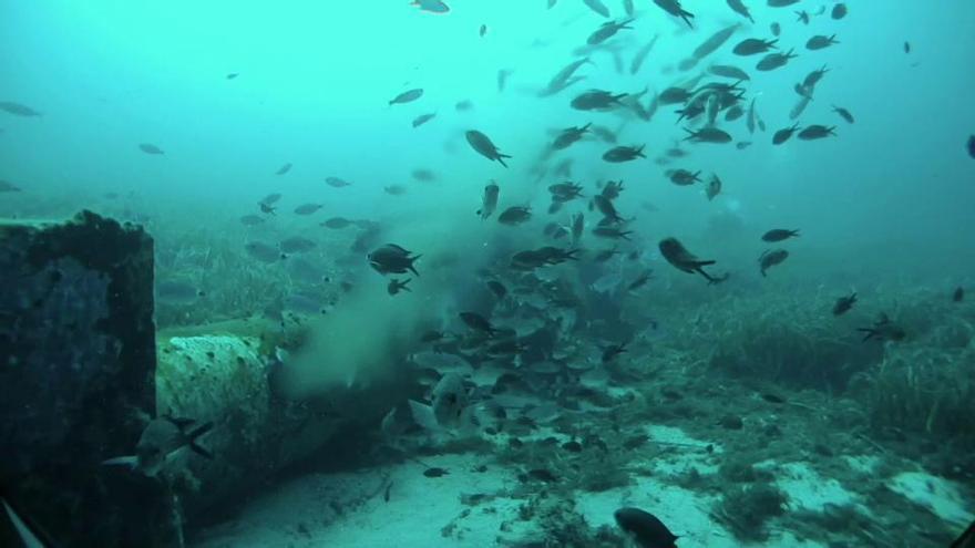 El emisario de la Savina degrada la posidonia a un ritmo del 24% al año