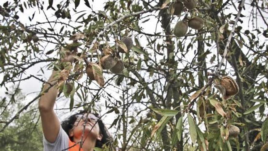 Imagen de una parcela de almendros infectada por la Xylella Fastidiosa en El Comtat.