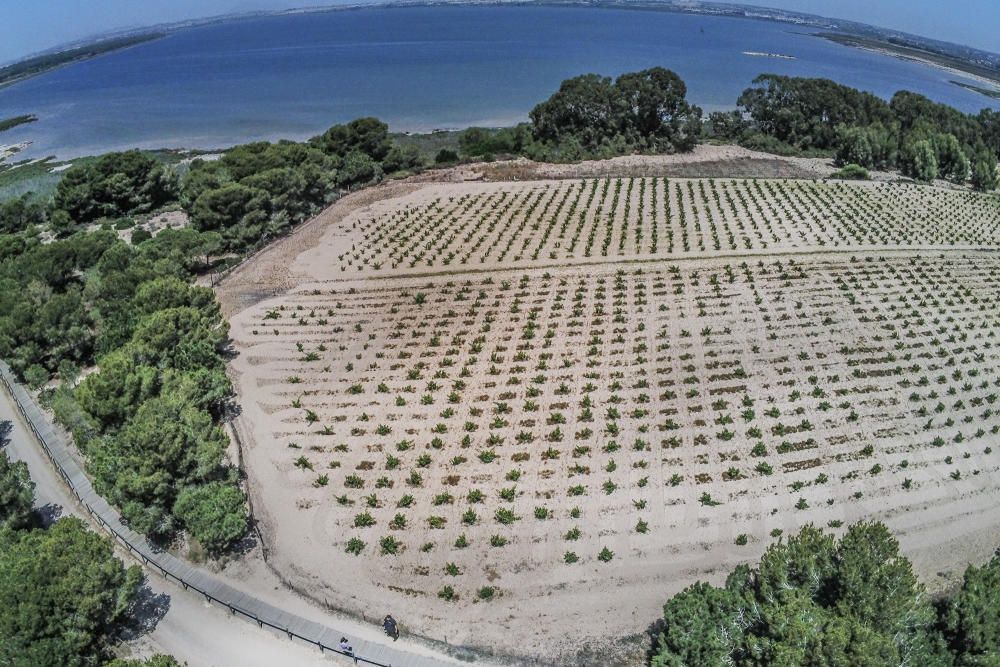 Un proyecto financiado con fondos europeos pretende restaurar el entorno de las lagunas de Torrevieja y La Mata con la retirada de 27.000 pinos y eucaliptos para "salvar" la pinada y replantar especie