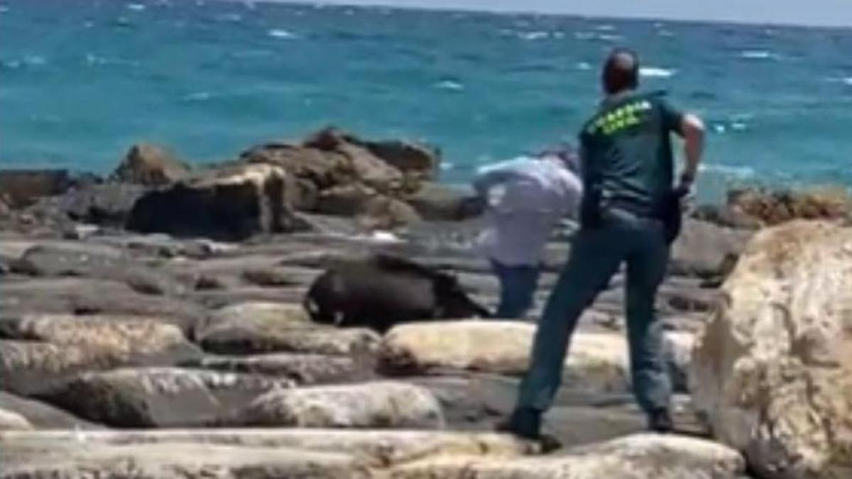 El jabalí abatido por la Guardia Civil en una playa de Alicante