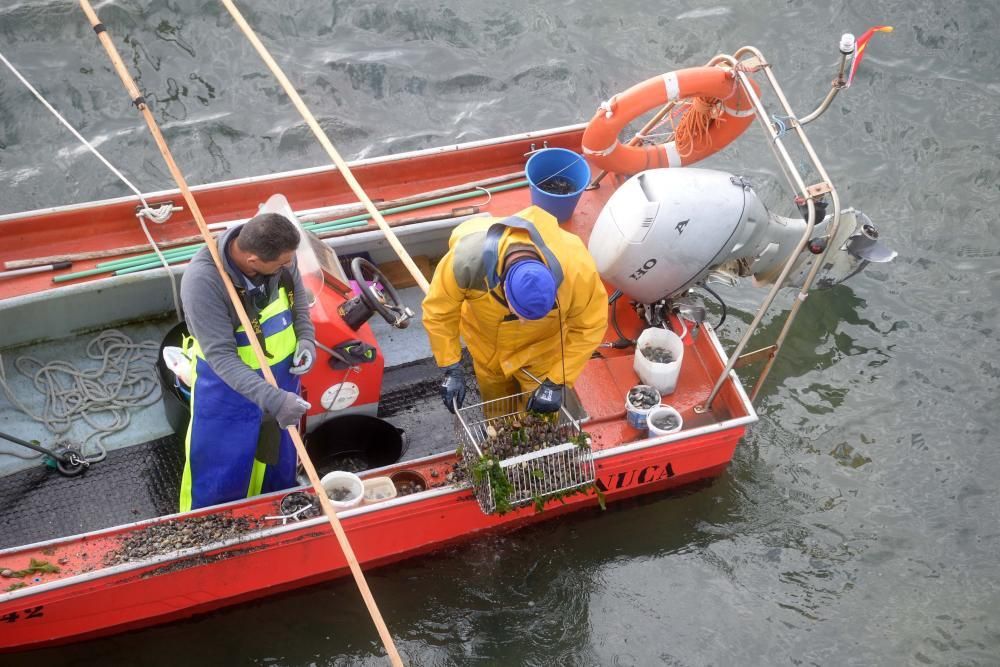 Libre marisqueo bajo el puente de A Illa