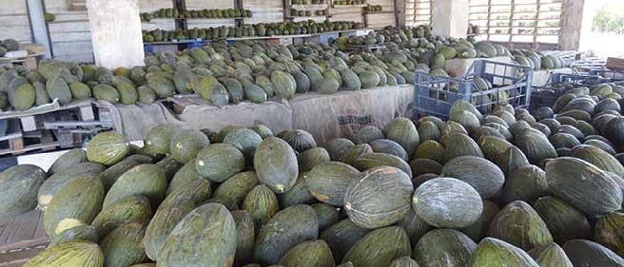 El melón: rico en agua, rico en azúcar