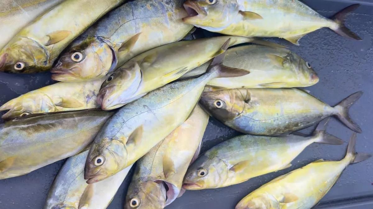 Multa de hasta 60.000 euros por capturar 14 ejemplares de peces de talla inferior a la permitida en Ibiza