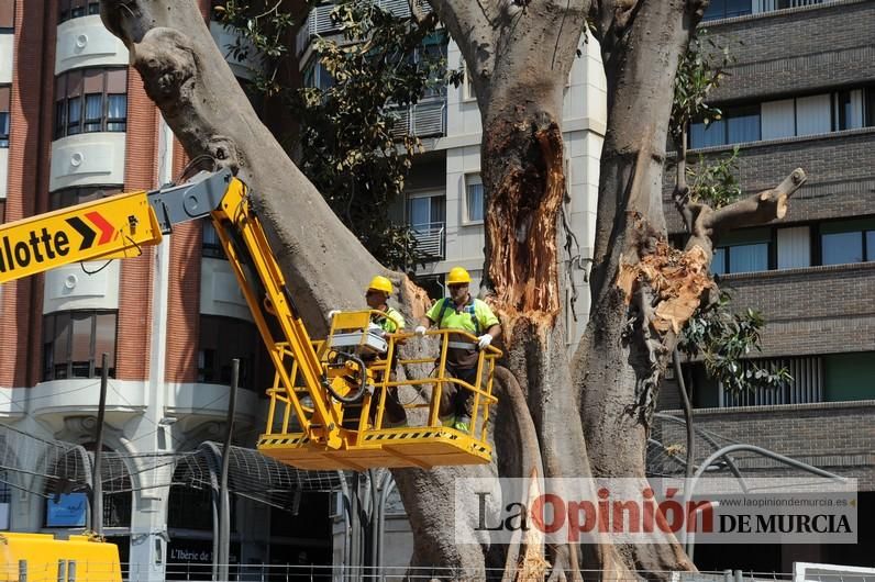 El estado final del ficus de Santo Domingo