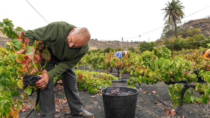 Doce bodegas se suman a la marca de calidad de los vinos de Gran Canaria