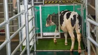 Enseñan a las vacas a ir al baño para reducir la contaminación