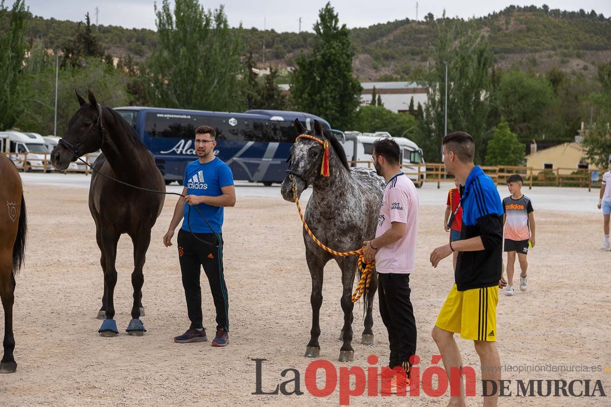 Control veterinario de los Caballos del Vino en Caravaca