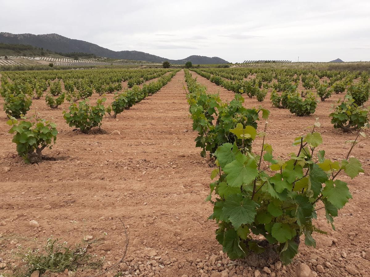 Imágenes de los viñedos antes de la tormenta