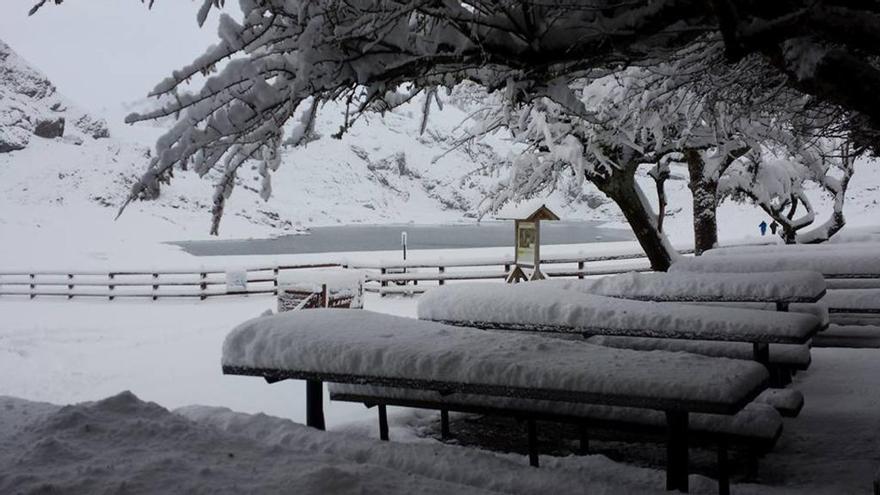 Ponga y los Lagos, estampa blanca