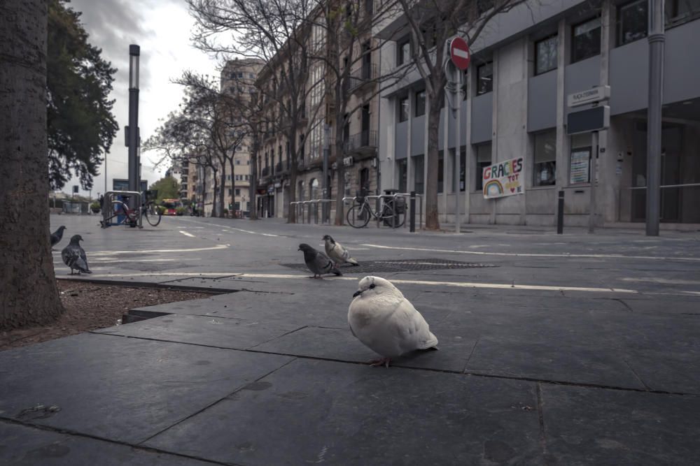 Ein bisschen öffentliches Leben in Palma trotz Corona-Krise