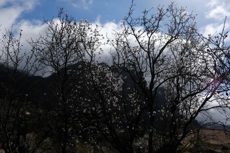 Almendros en flor