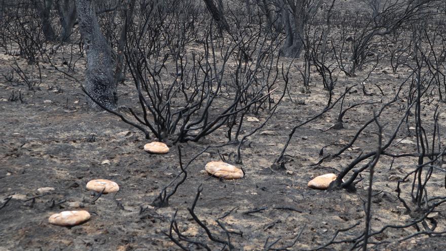 Las casas rurales afectadas por el incendio recibirán ayudas directas de la Junta