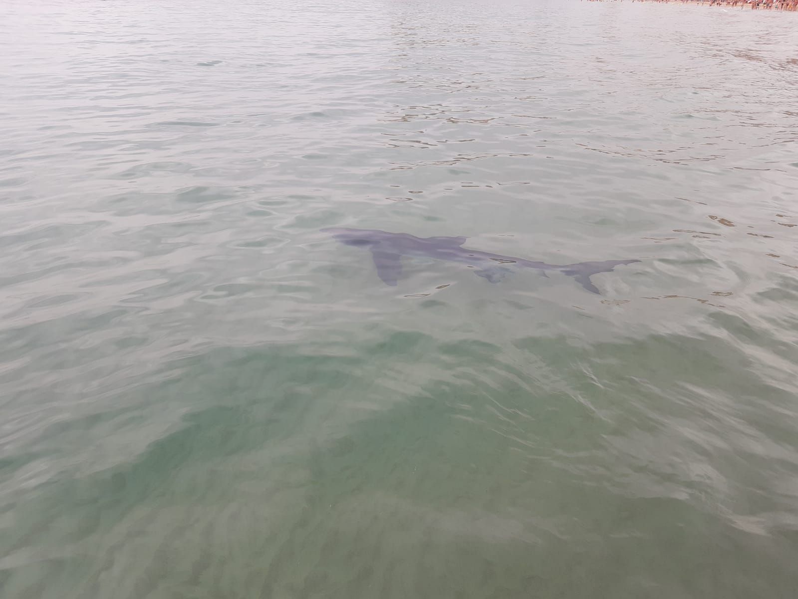 Aparece un tiburón de dos metros en Benidorm