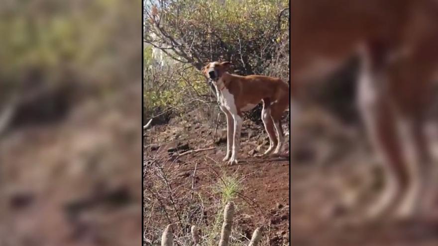 Crueldad sin límites: Perros atados al sol y con la boca precintada rescatados en Canarias