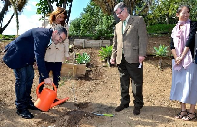 PLANTACION OLIVO ESCRITORA SANMAO