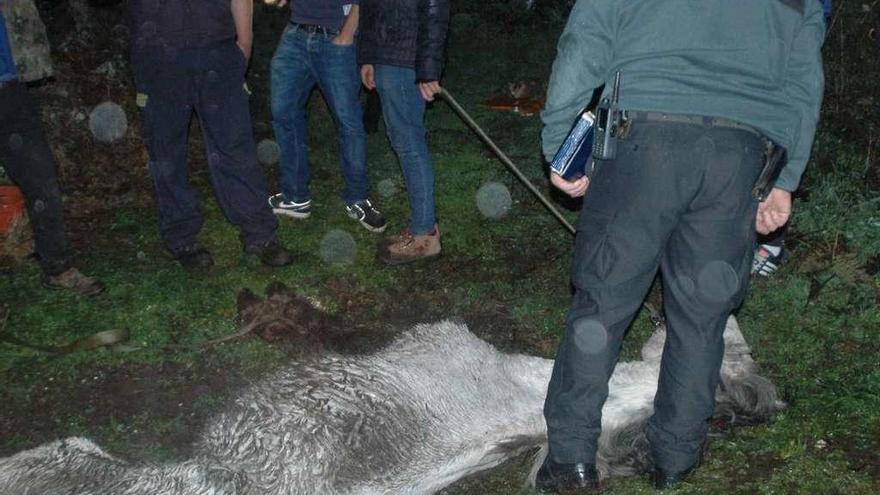 Agentes de la Guardia Civil y otros particulares, con el animal herido. // Guardia Civil