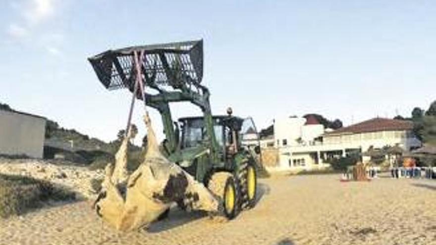 Ein Bagger schafft eine in Cala Domingos (Manacor) im Osten von Mallorca angeschwemmt Kuh fort.