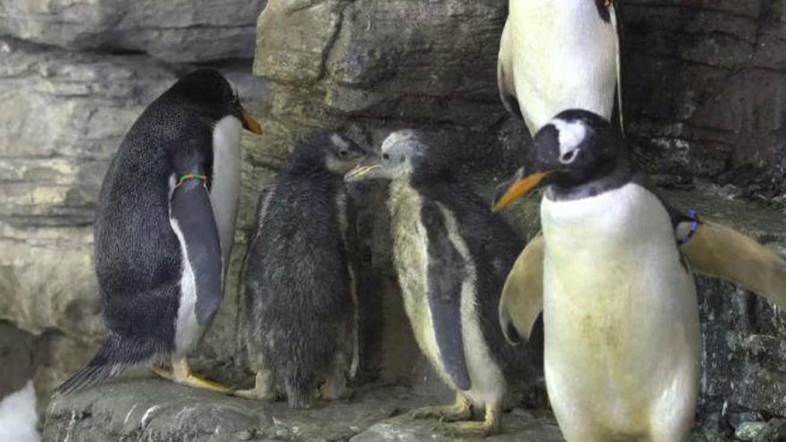 ¿Cuántos huevos, como máximo, ponen por puesta los pingüinos?