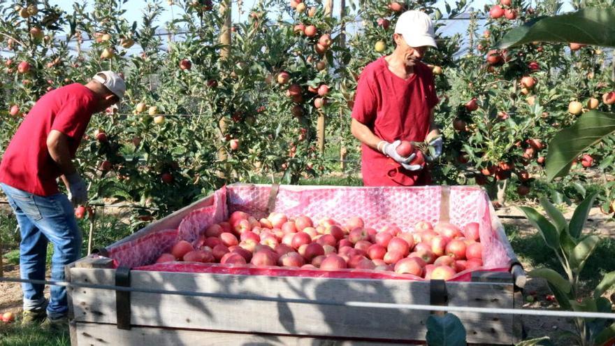 Dos treballadors recollint la fruita d&#039;un camp d&#039;Ullà que forma part de la denominació IGP Poma de Girona