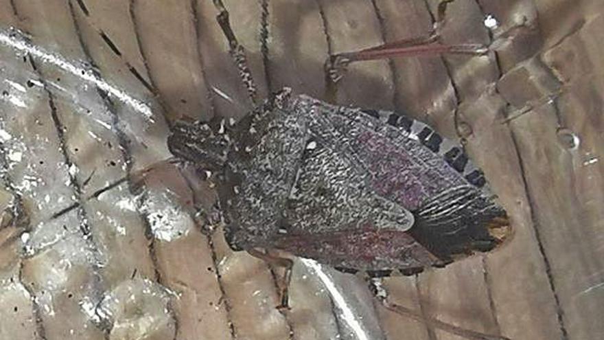 Un exemplar de l&#039;insecte trobat l&#039;any passat a Sant Pere.