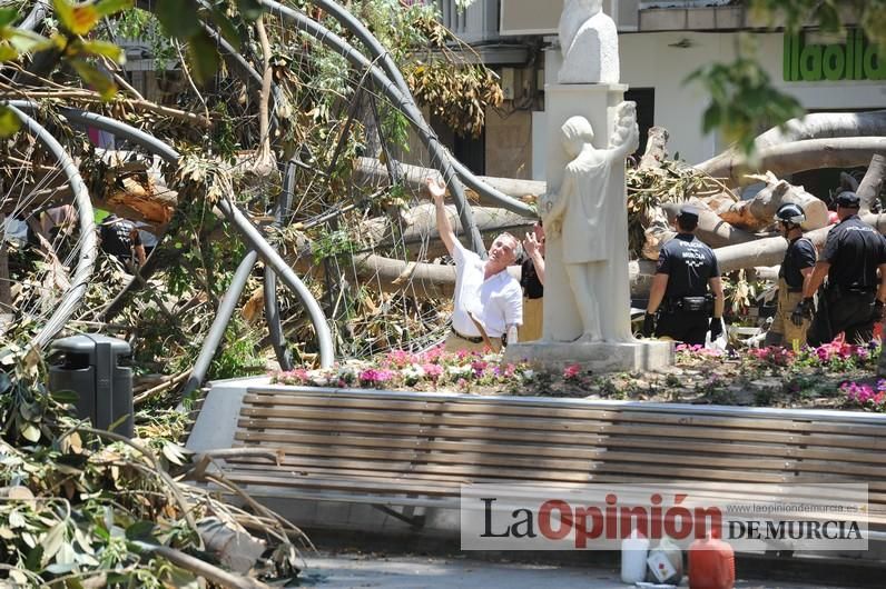 Cae parte del ficus de Santo Domingo en Murcia