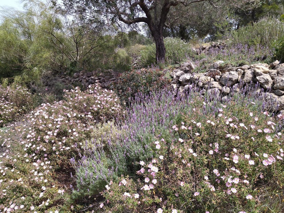 ¿Qué fue del jardín de los lirios de Bèrnia, en Benissa, el más grande de España?
