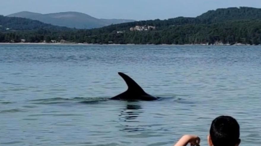 El delfín Manoliño vuelve a dejarse ver en aguas de Portosín