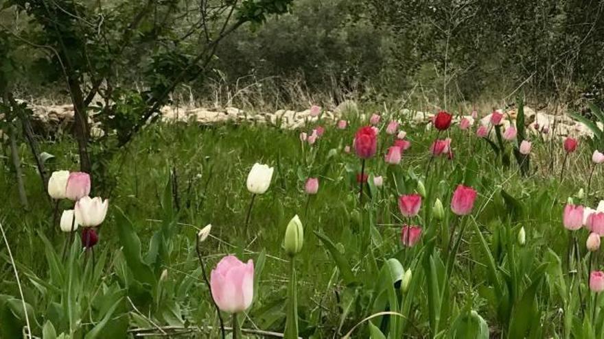 El Jardín de los Lirios florece pese al abandono