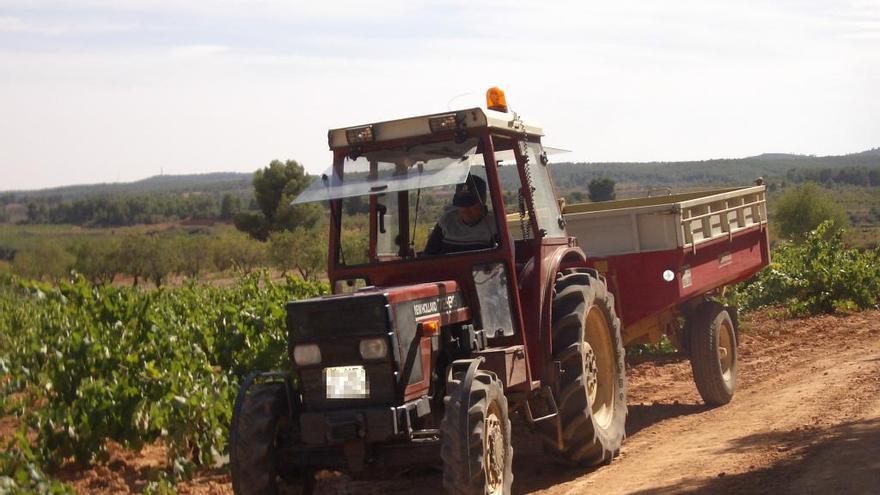 Un agricultor conduce su tractor junto a un viñedo de Requena.