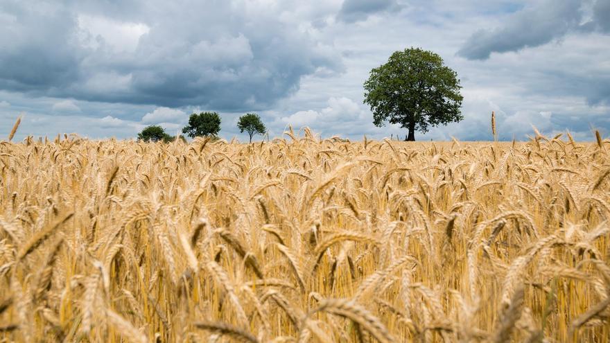 ¿Volveremos a las reservas estratégicas de trigo?