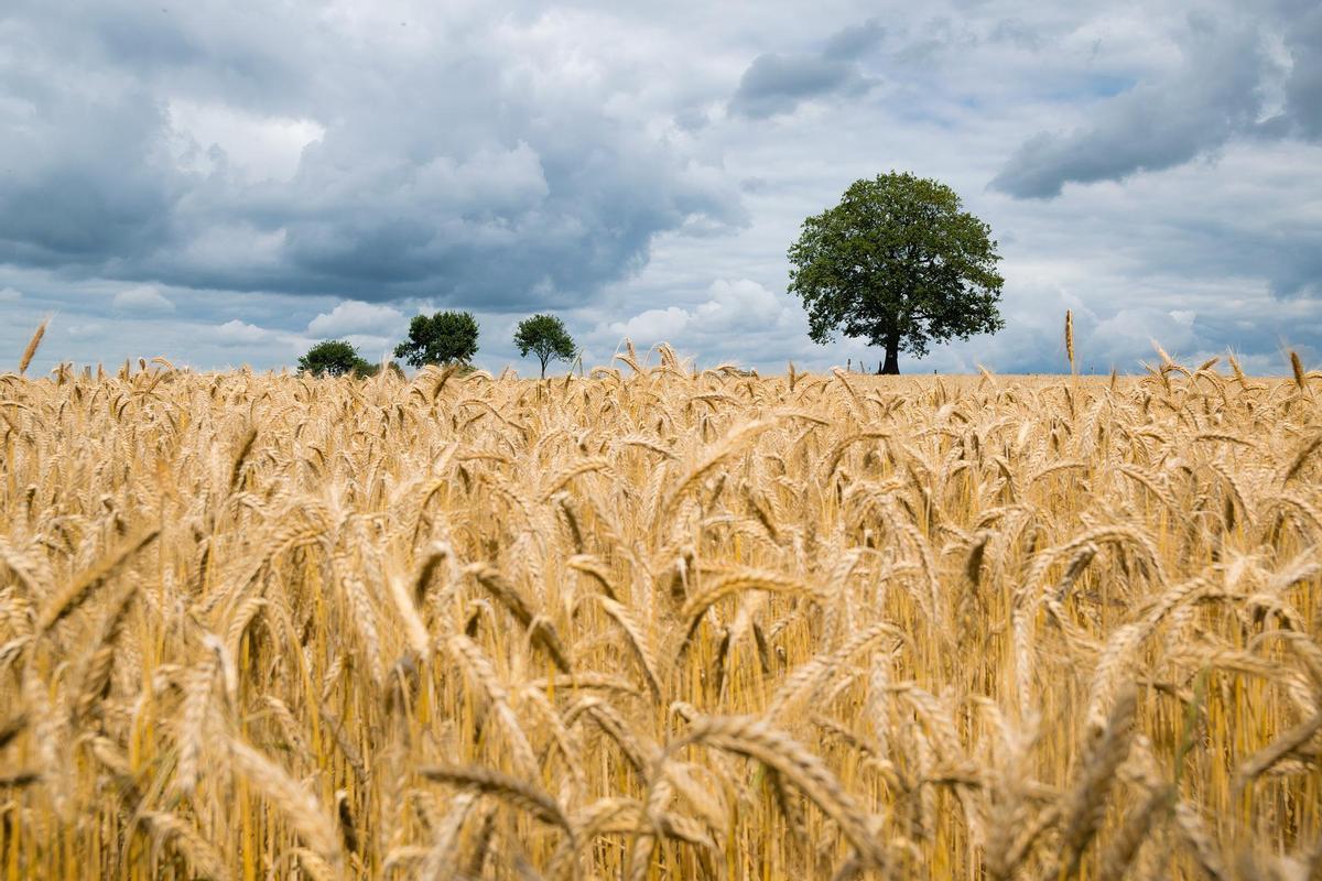 La guerra y la sequía se alían para amenazar el suministro de trigo