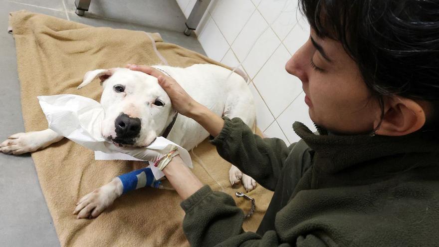 La veterinaria Ione tratando a uno de los perros de la Protectora de A Madroa