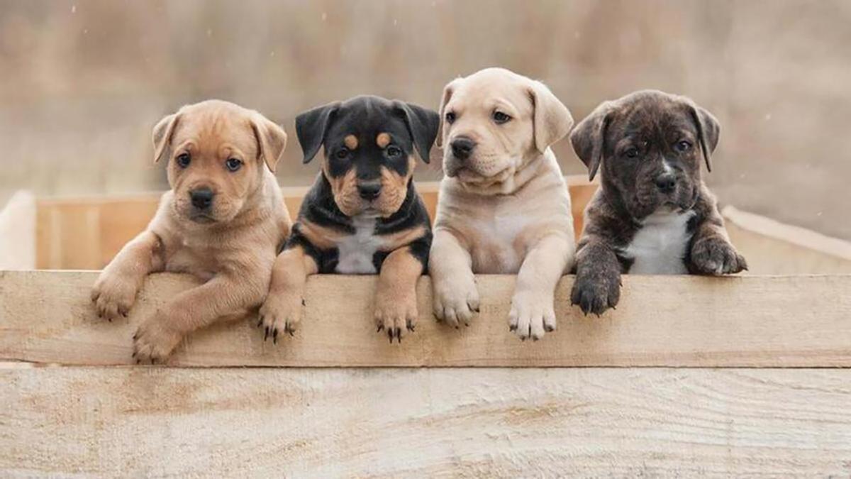 Vídeo: estas son las 10 razas de perro más bonitas que existen